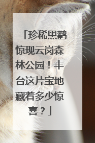 珍稀黑鹳惊现云岗森林公园！丰台这片宝地藏着多少惊喜？