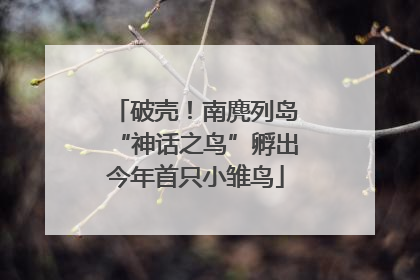破壳！南麂列岛“神话之鸟”孵出今年首只小雏鸟