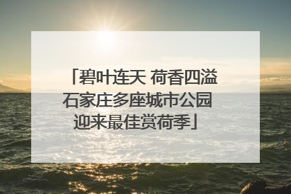 碧叶连天 荷香四溢 石家庄多座城市公园迎来最佳赏荷季