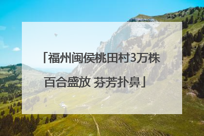 福州闽侯桃田村3万株百合盛放 芬芳扑鼻
