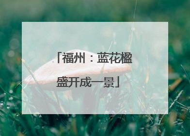 福州：蓝花楹盛开成一景