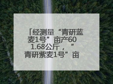 经测量“青研蓝麦1号”亩产601.68公斤，“青研紫麦1号”亩产671公斤