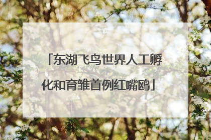 东湖飞鸟世界人工孵化和育雏首例红嘴鸥