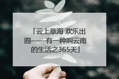 云上草海 欢乐出圈——有一种叫云南的生活之365天