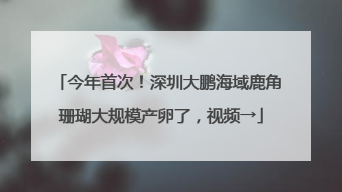 今年首次！深圳大鹏海域鹿角珊瑚大规模产卵了，视频→