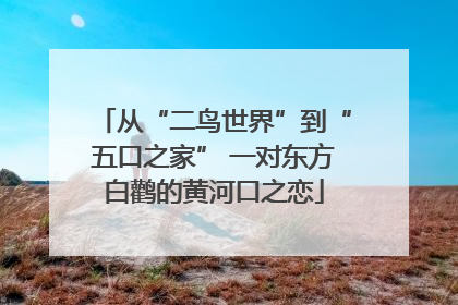 从“二鸟世界”到“五口之家” 一对东方白鹳的黄河口之恋