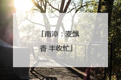 南漳：麦飘香 丰收忙