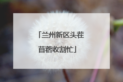 兰州新区头茬苜蓿收割忙