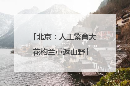 北京：人工繁育大花杓兰重返山野