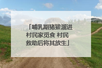哺乳期猪獾溜进村民家觅食 村民救助后将其放生