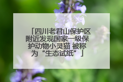 四川老君山保护区附近发现国家一级保护动物小灵猫 被称为“生态试纸”
