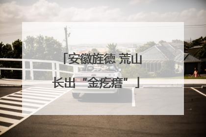 安徽旌德 荒山长出“金疙瘩”