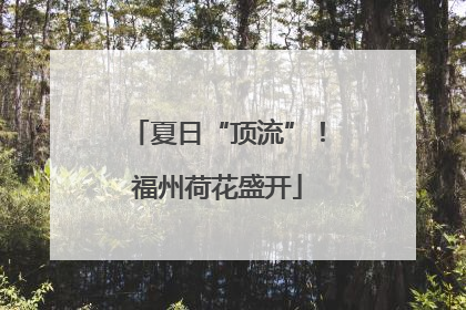 夏日“顶流”！福州荷花盛开