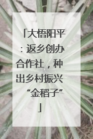 大悟阳平：返乡创办合作社，种出乡村振兴“金稻子”