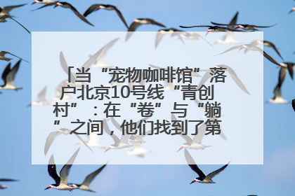 当“宠物咖啡馆”落户北京10号线“青创村”：在“卷”与“躺”之间，他们找到了第三种生活公式