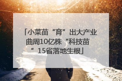 小菜苗“育”出大产业 曲周10亿株“科技苗”15省落地生根