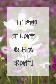 广西柳江玉藕丰收 村民采藕忙