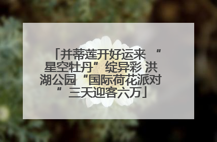 并蒂莲开好运来 “星空牡丹”绽异彩 洪湖公园“国际荷花派对”三天迎客六万