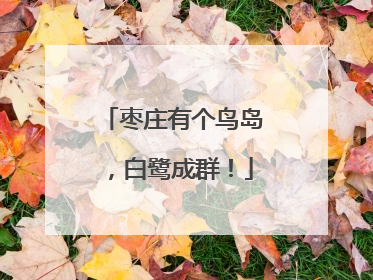 枣庄有个鸟岛，白鹭成群！