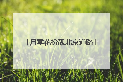月季花扮靓北京道路