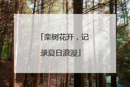 栾树花开，记录夏日浪漫
