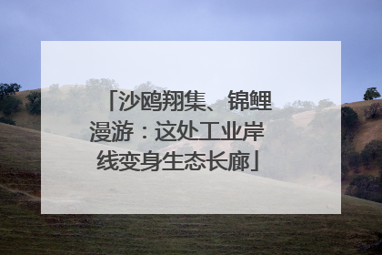 沙鸥翔集、锦鲤漫游：这处工业岸线变身生态长廊