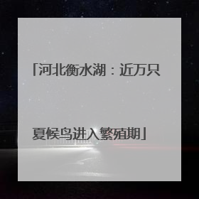 河北衡水湖：近万只夏候鸟进入繁殖期