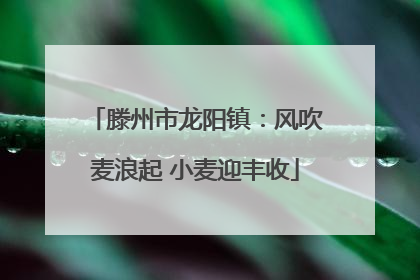滕州市龙阳镇：风吹麦浪起 小麦迎丰收