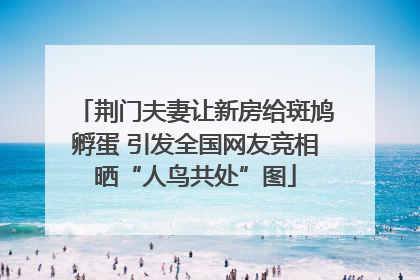 荆门夫妻让新房给斑鸠孵蛋 引发全国网友竞相晒“人鸟共处”图