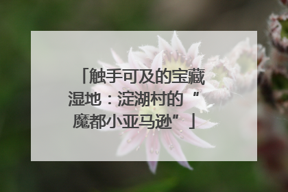 触手可及的宝藏湿地：淀湖村的“魔都小亚马逊”