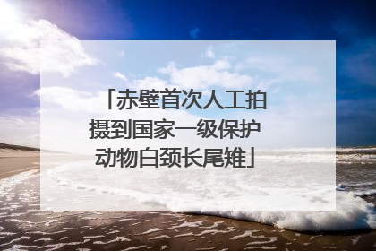 赤壁首次人工拍摄到国家一级保护动物白颈长尾雉