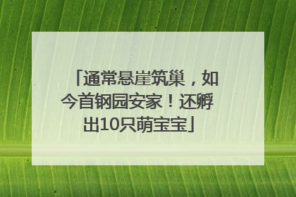 通常悬崖筑巢，如今首钢园安家！还孵出10只萌宝宝