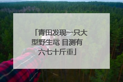 青田发现一只大型野生鼋 目测有六七十斤重