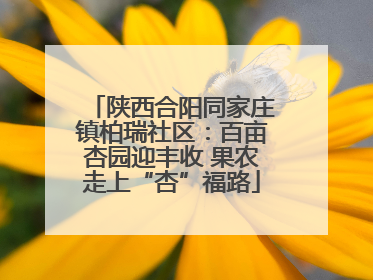 陕西合阳同家庄镇柏瑞社区：百亩杏园迎丰收 果农走上“杏”福路
