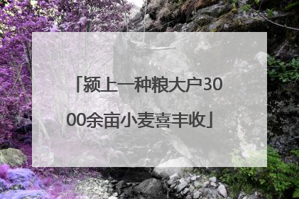 颍上一种粮大户3000余亩小麦喜丰收