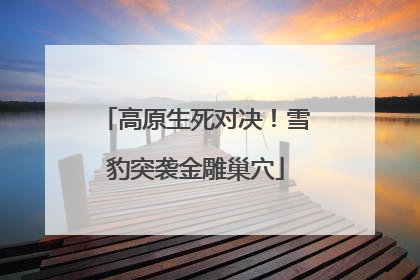 高原生死对决！雪豹突袭金雕巢穴