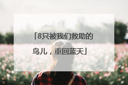 8只被我们救助的鸟儿，重回蓝天